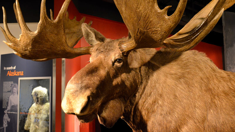 moose in the Maxine and Jesse Whitney Museum