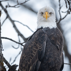 Eagle in a tree.