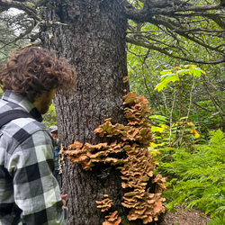 Tree with mushrooms growing on it.
