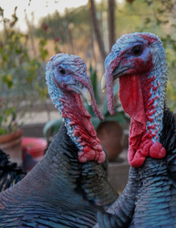 Two turkeys.