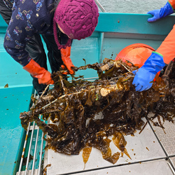 Two people handling kelp. 