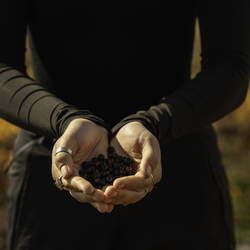 Hands filled with picked berries.